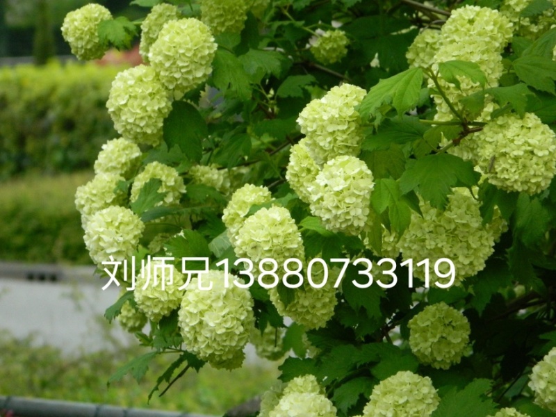 欧洲木绣球玫瑰美植袋苗批发