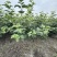 欧洲木绣球玫瑰美植袋苗批发
