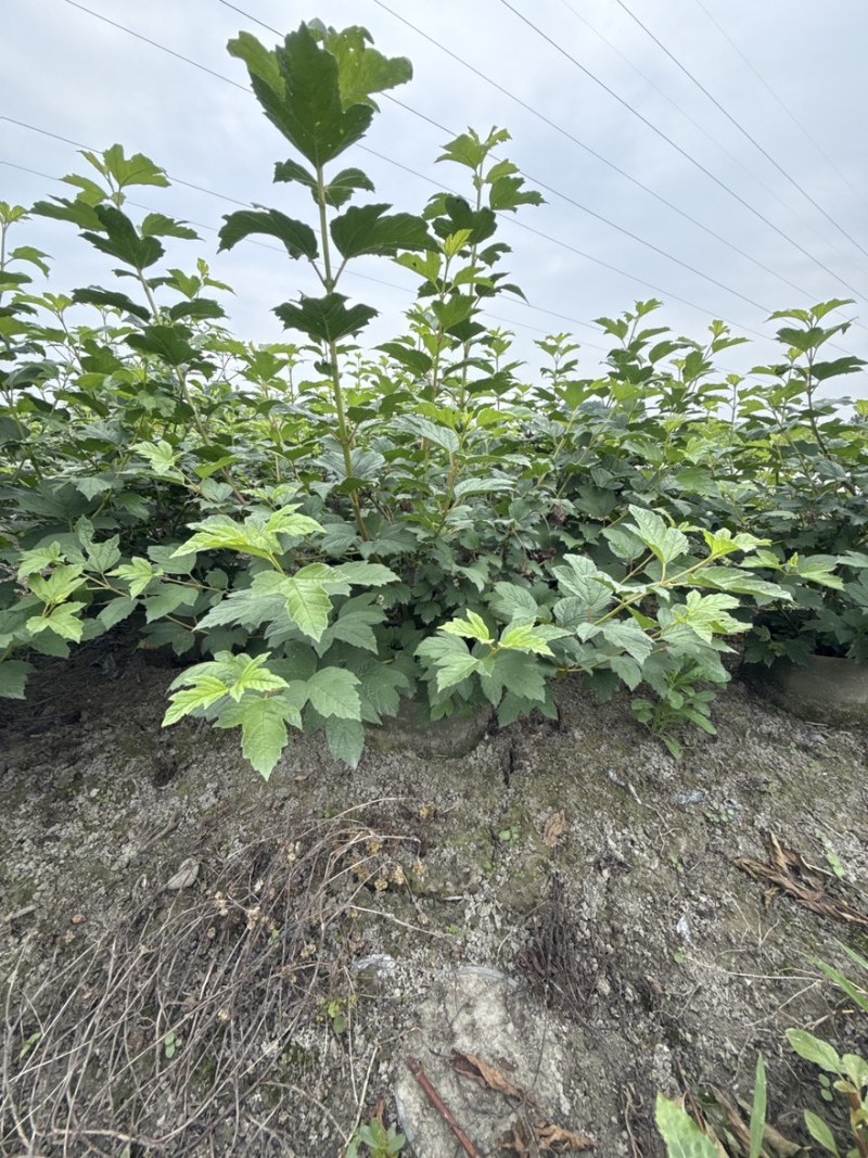 欧洲木绣球玫瑰美植袋苗批发