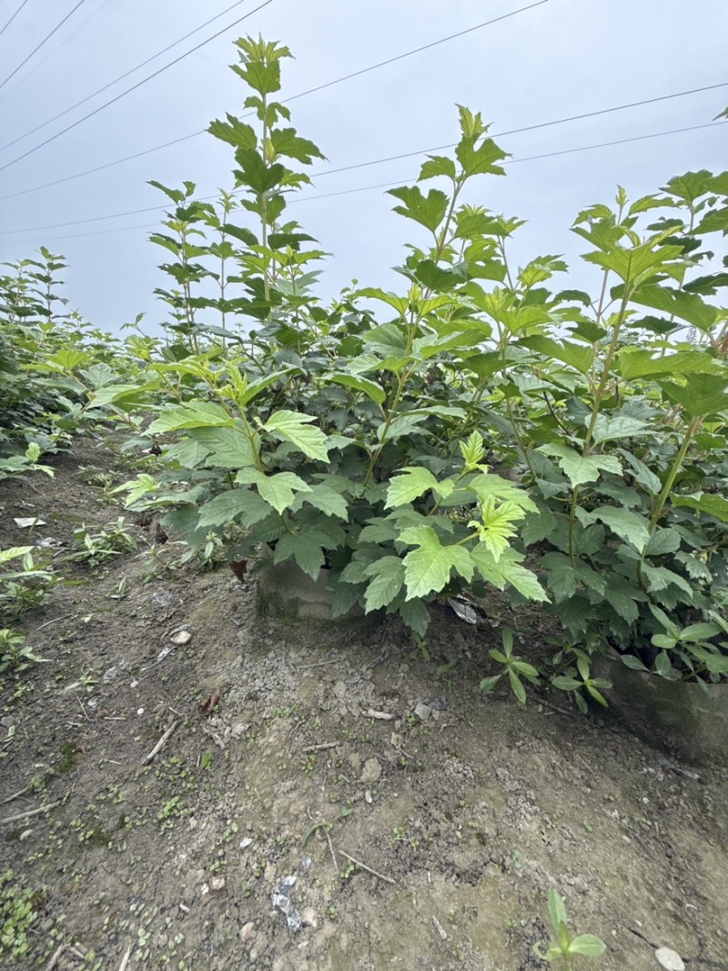 欧洲木绣球玫瑰美植袋苗批发