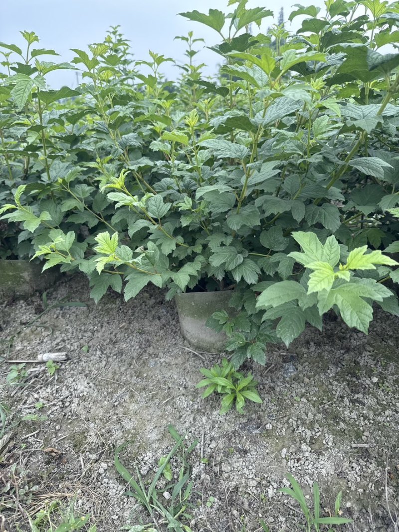 欧洲木绣球玫瑰美植袋苗批发