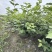 欧洲木绣球玫瑰美植袋苗批发