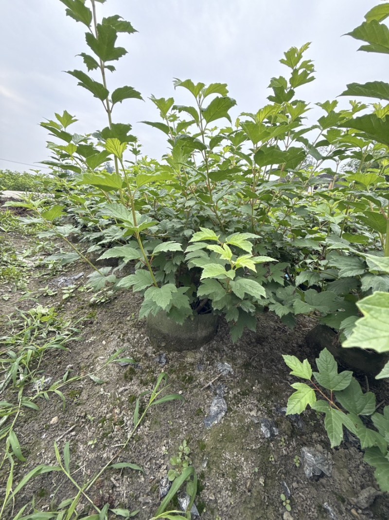 欧洲木绣球玫瑰美植袋苗批发