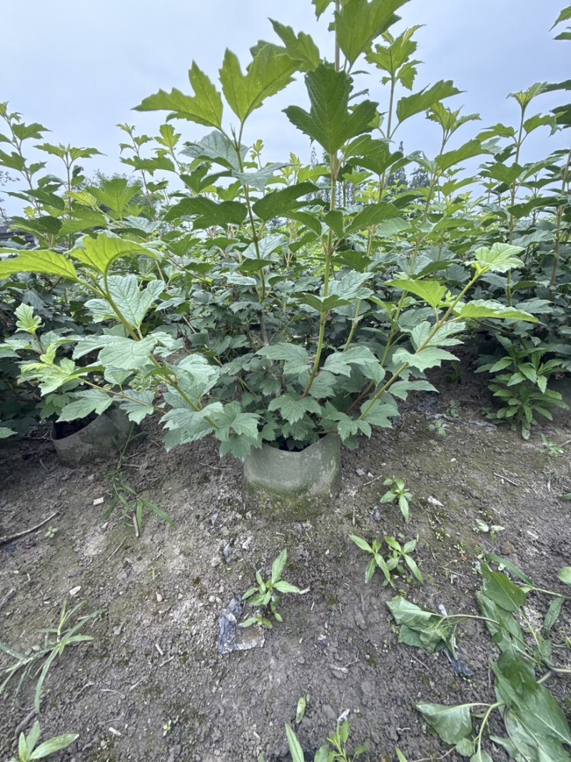 欧洲木绣球玫瑰美植袋苗批发