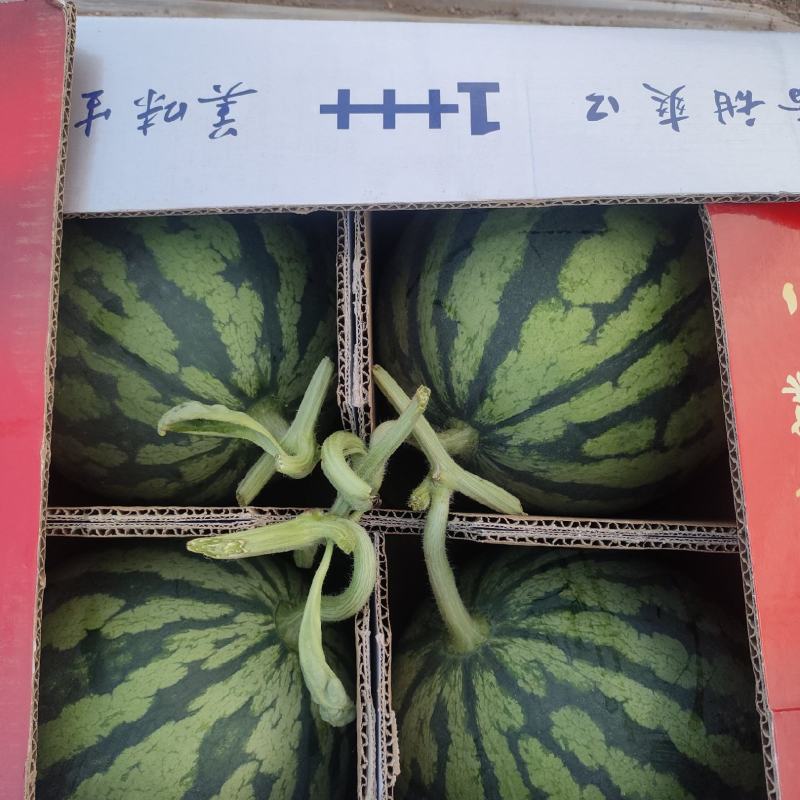 夏邑8424麒麟西瓜产地代办五一至国庆稳定供货