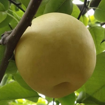皇冠梨