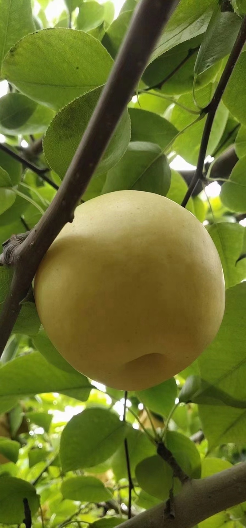 皇冠梨