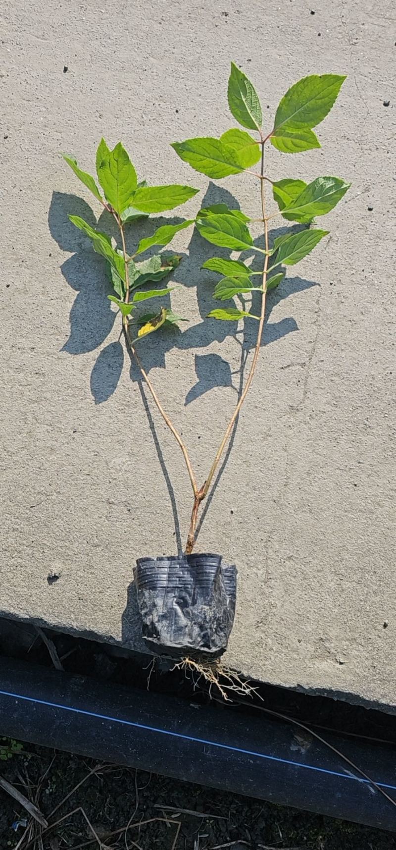 圆锥木绣球小杯苗批发