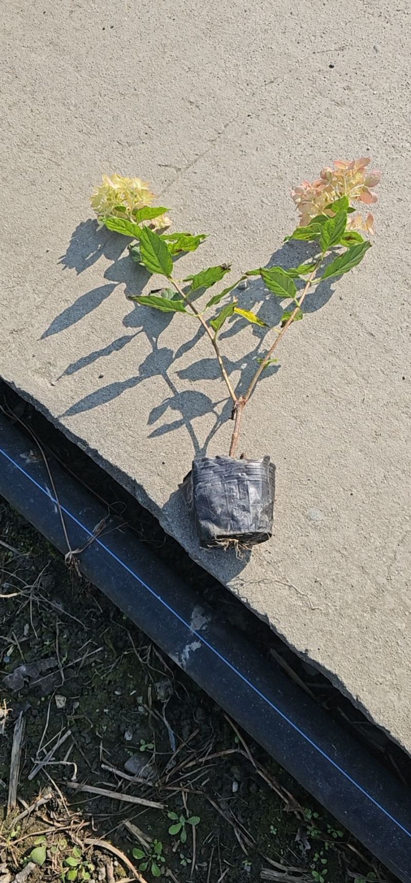 圆锥木绣球小杯苗批发