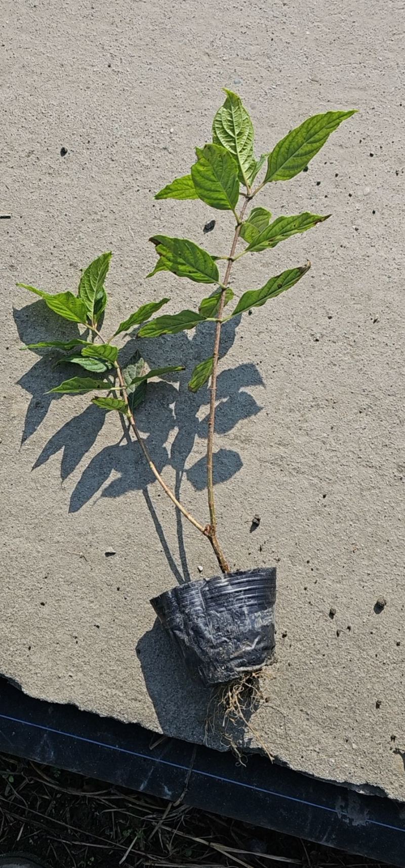 圆锥木绣球小杯苗批发