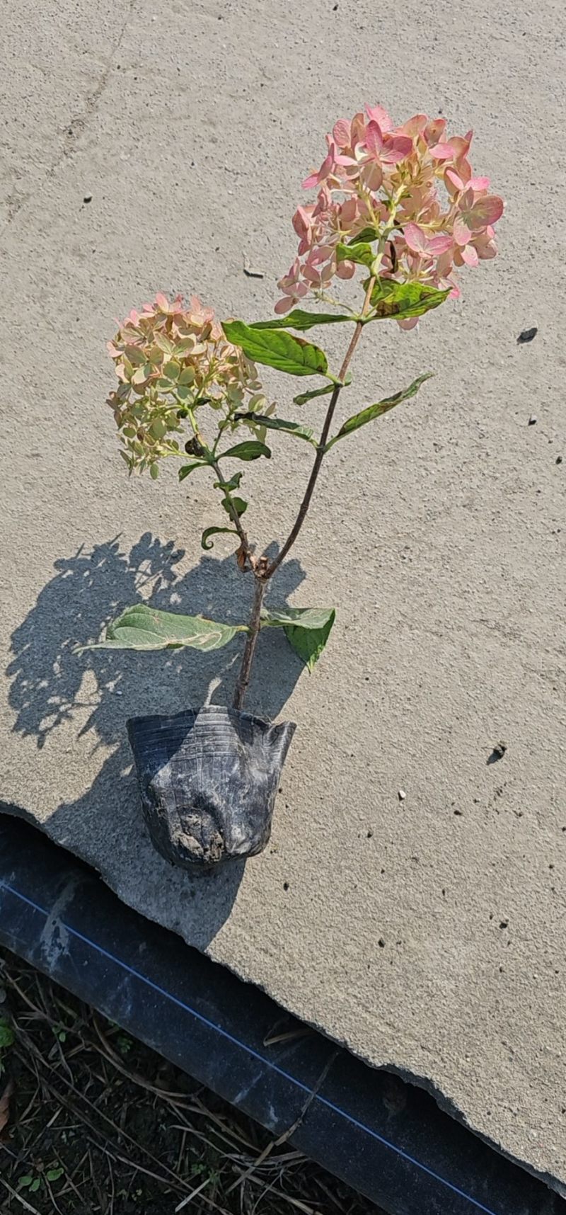 圆锥木绣球小杯苗批发