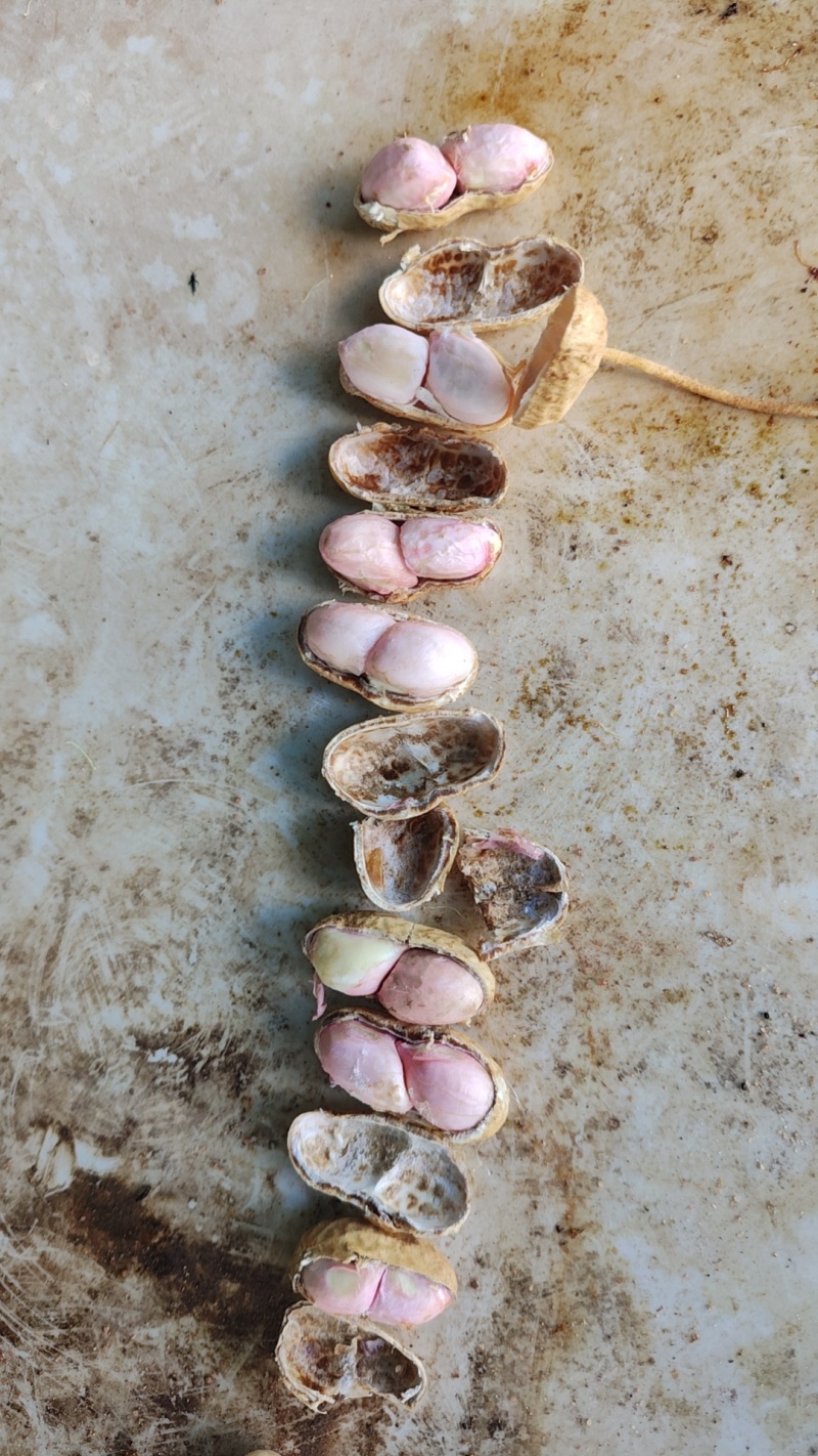 鲜食花生
