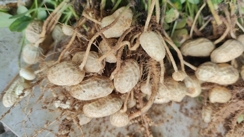 鲜食花生