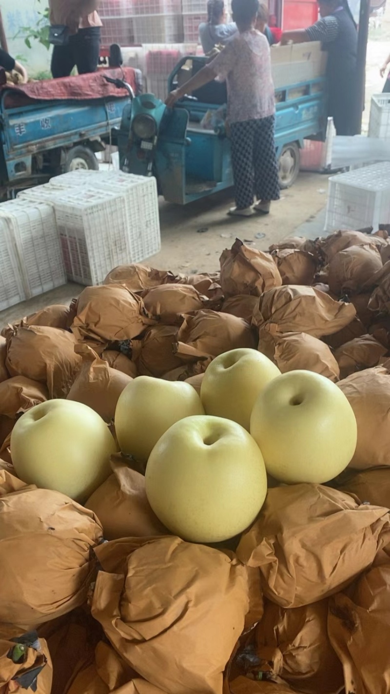 皇冠梨秋月梨晚秋黄梨