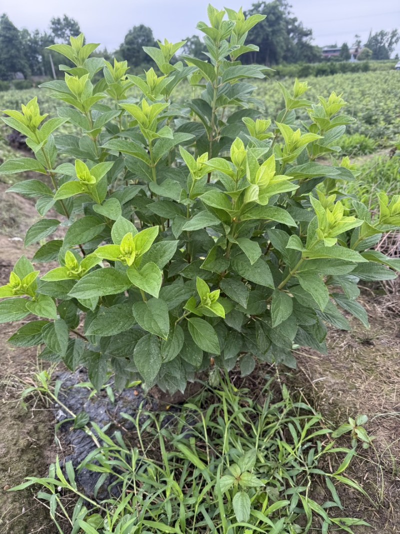 圆锥木绣球