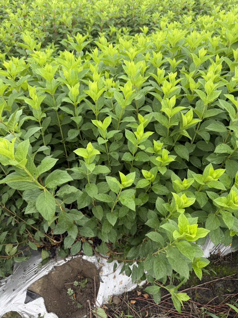 圆锥木绣球