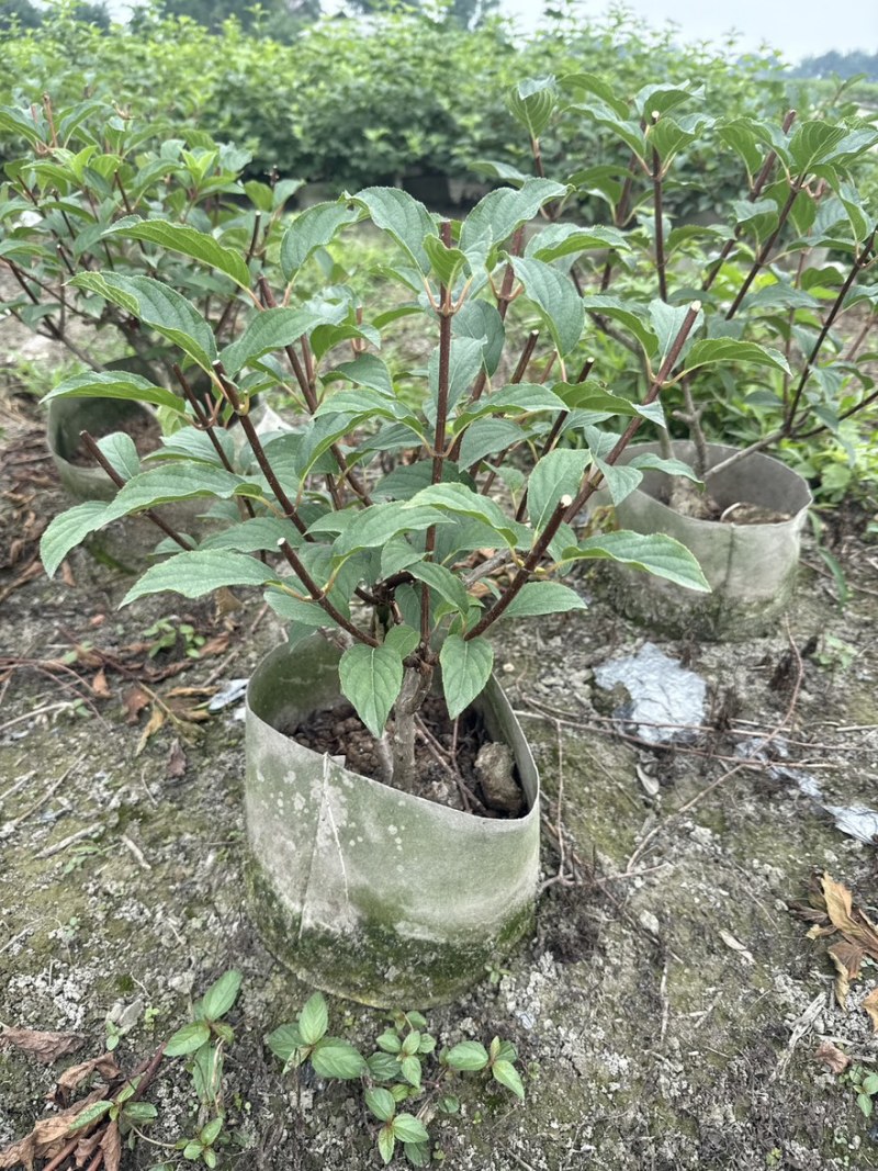 圆锥木绣球