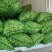 【优质推荐】油豆角吉林油豆角大量上市欢迎新老客户咨询