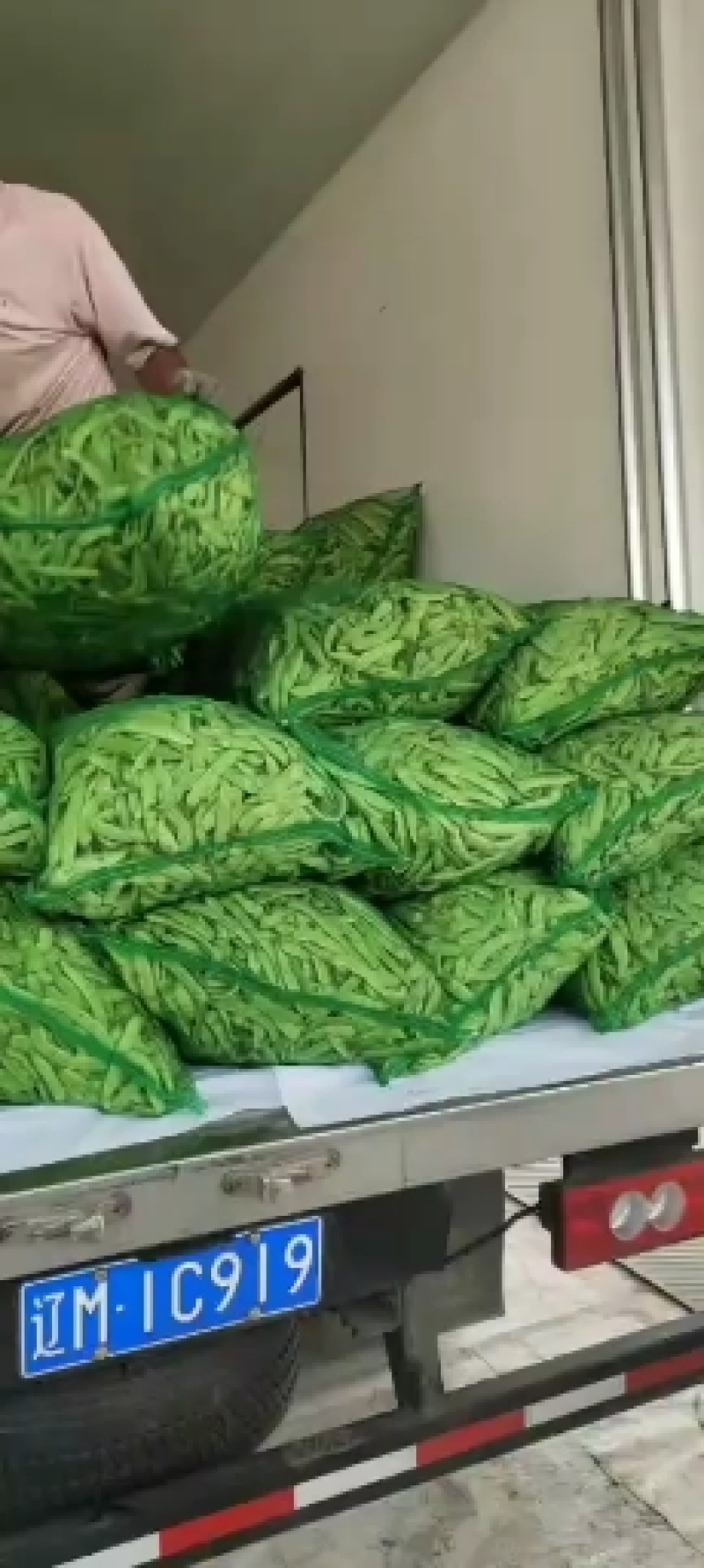 【优质推荐】油豆角吉林油豆角大量上市欢迎新老客户咨询
