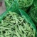 【优质推荐】油豆角吉林油豆角大量上市欢迎新老客户咨询