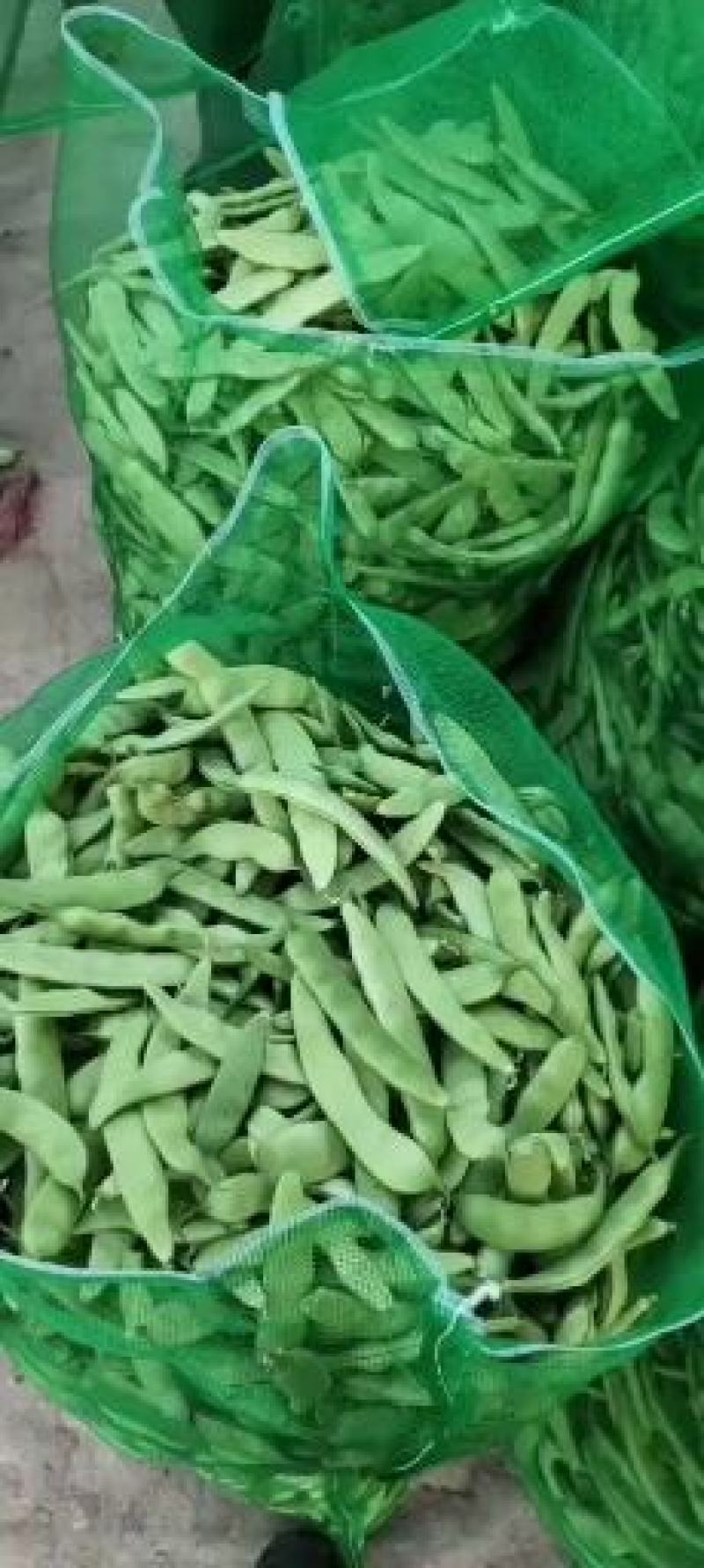 【优质推荐】油豆角吉林油豆角大量上市欢迎新老客户咨询