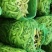 【优质推荐】油豆角吉林油豆角大量上市欢迎新老客户咨询