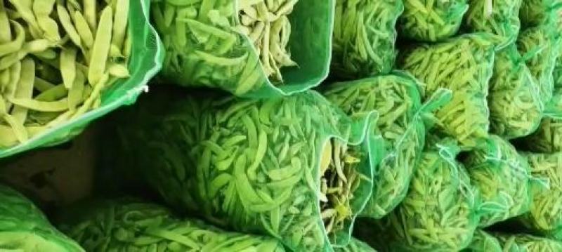 【优质推荐】油豆角吉林油豆角大量上市欢迎新老客户咨询
