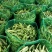 【优质推荐】油豆角吉林油豆角大量上市欢迎新老客户咨询