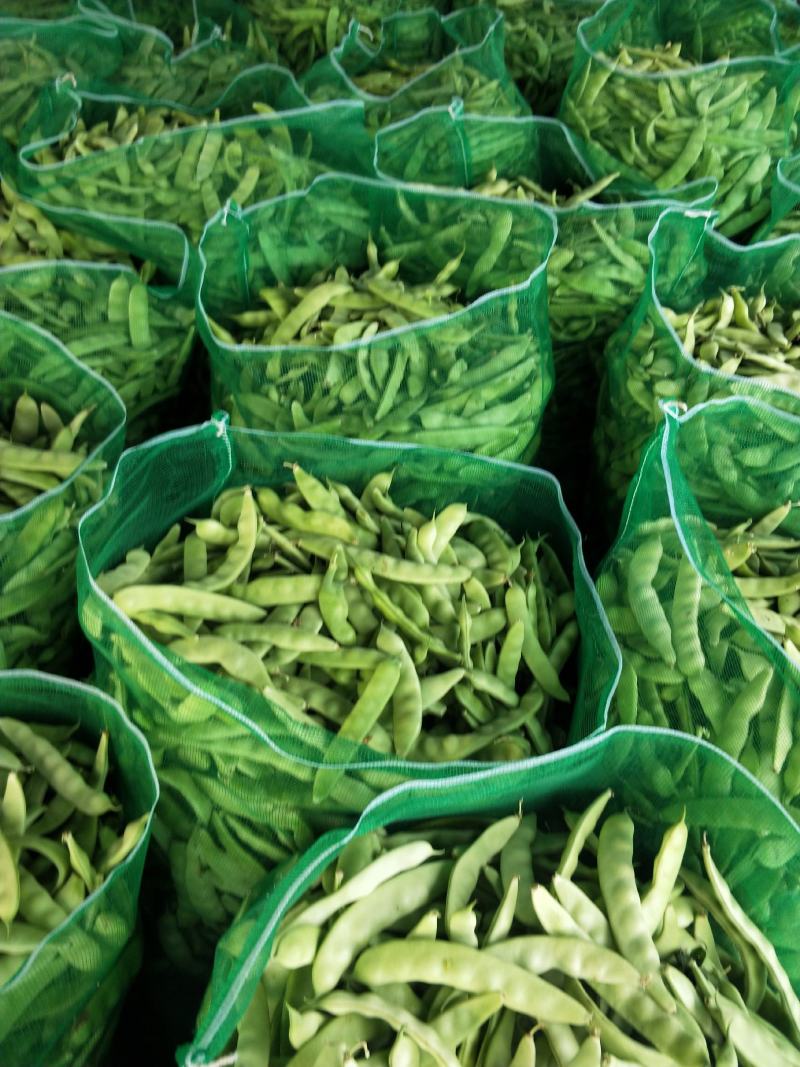 【优质推荐】油豆角吉林油豆角大量上市欢迎新老客户咨询