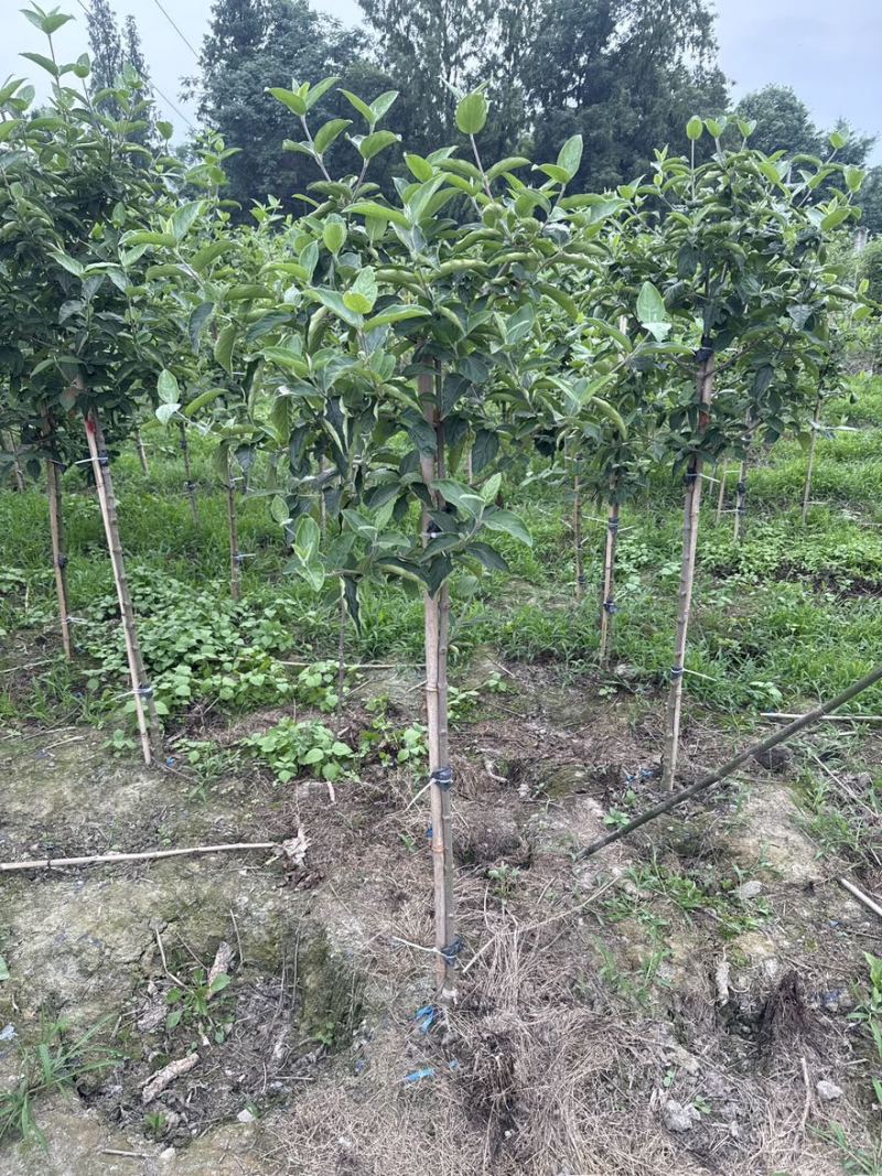 中华木绣球斗球棒棒，中华木本绣球斗球，基地批发量大从优。