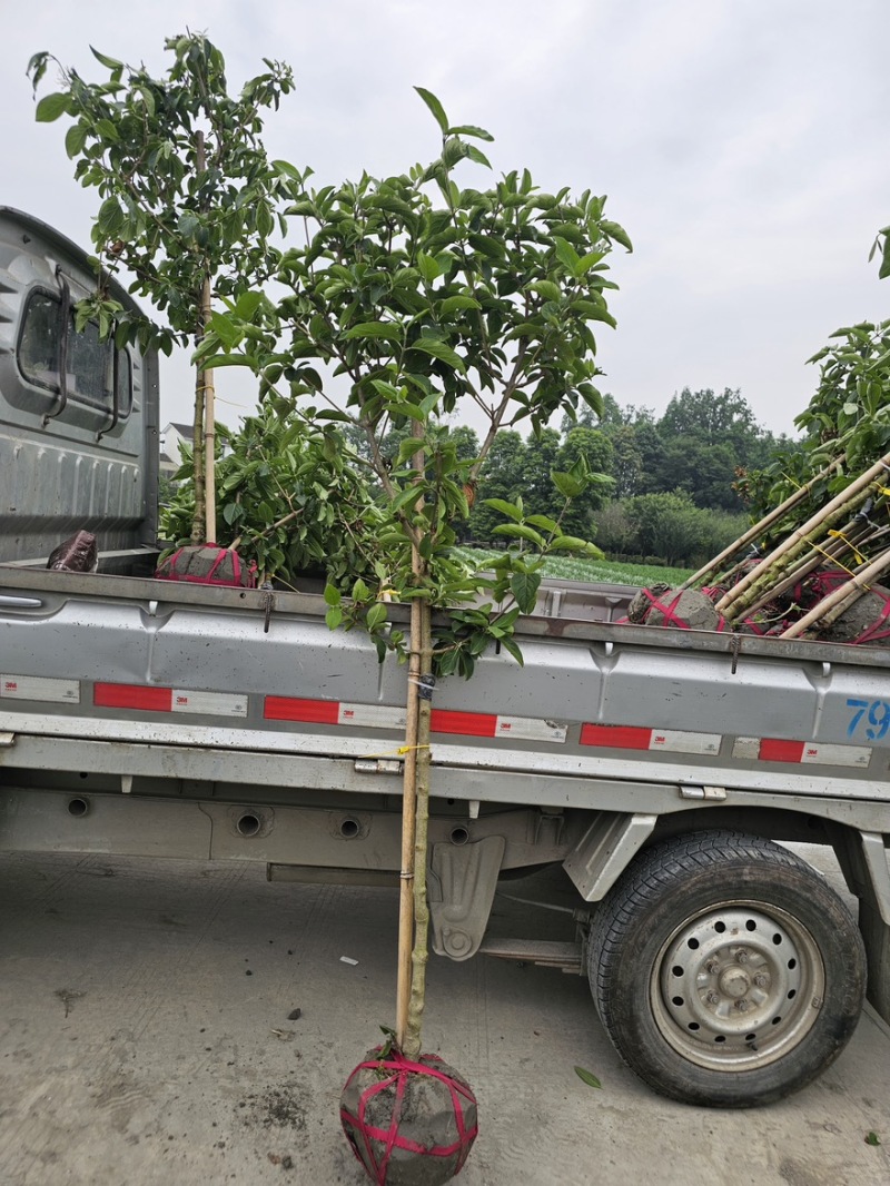 中华木绣球斗球棒棒，中华木本绣球斗球，基地批发量大从优。
