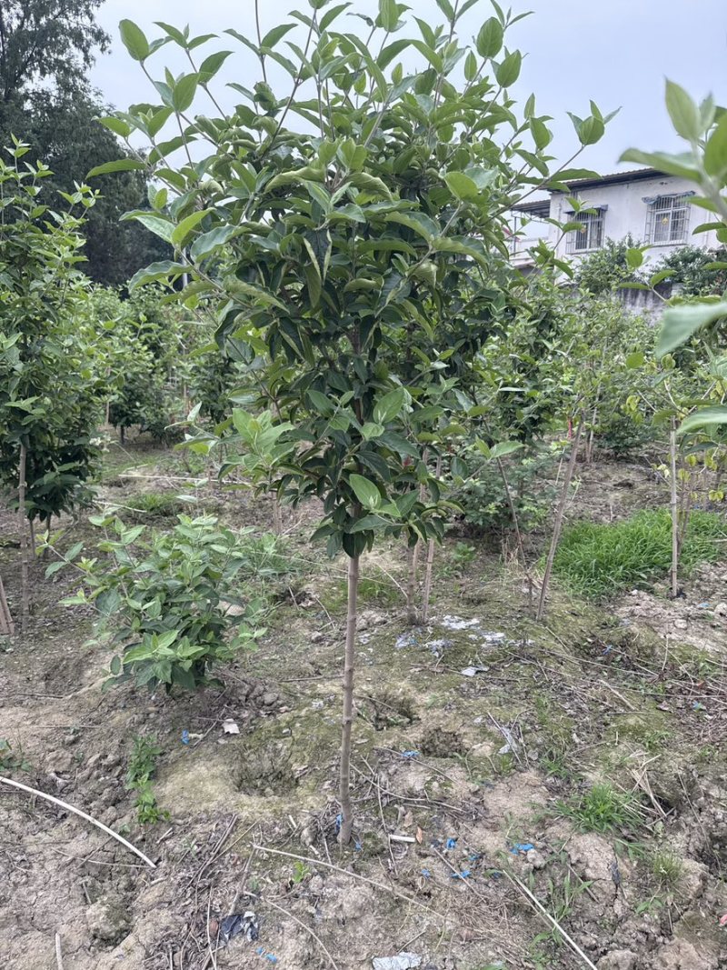 中华木绣球斗球棒棒，中华木本绣球斗球，基地批发量大从优。