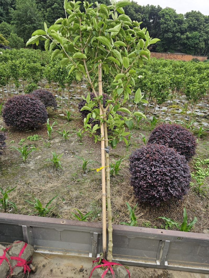 中华木绣球斗球棒棒，中华木本绣球斗球，基地批发量大从优。