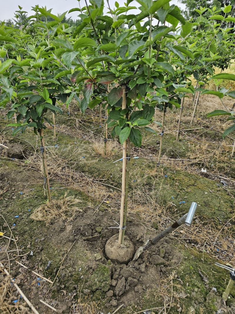 中华木绣球斗球棒棒，中华木本绣球斗球，基地批发量大从优。