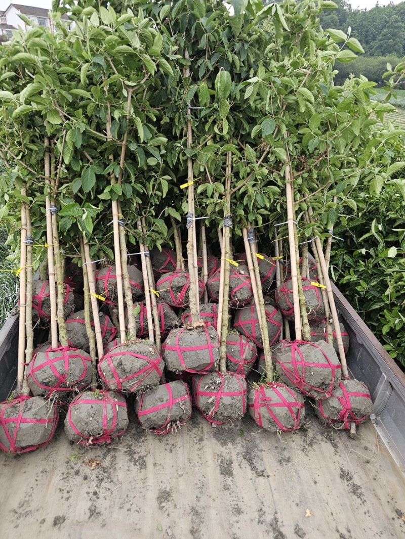 中华木绣球斗球棒棒，中华木本绣球斗球，基地批发量大从优。