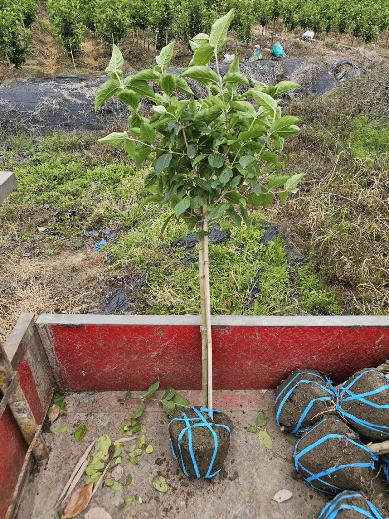 中华木绣球斗球棒棒，中华木本绣球斗球，基地批发量大从优。