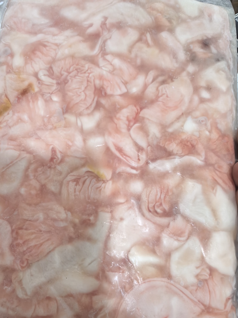 清江鱼鮰鱼肚