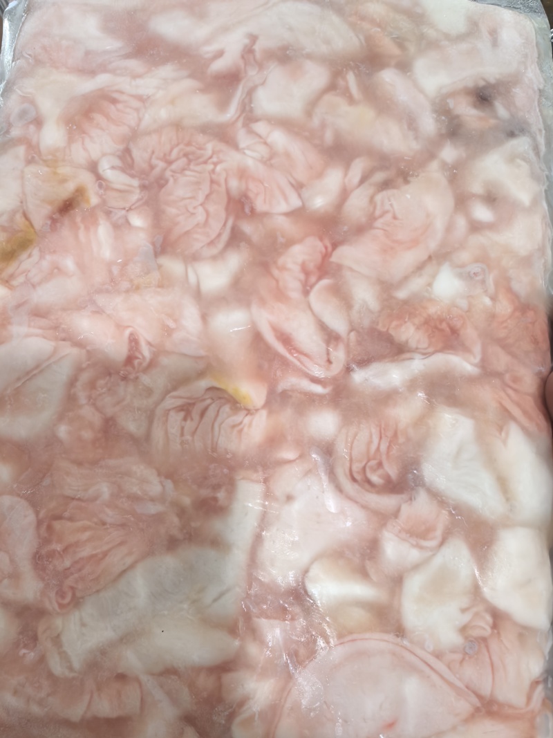 清江鱼鮰鱼肚