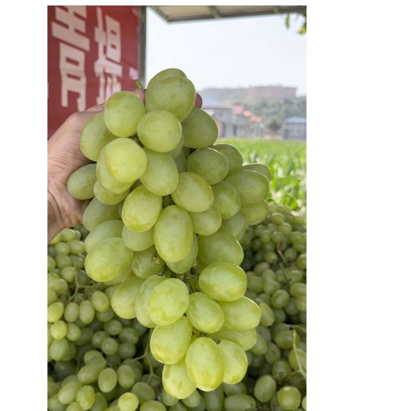 维多利亚青提大量上市