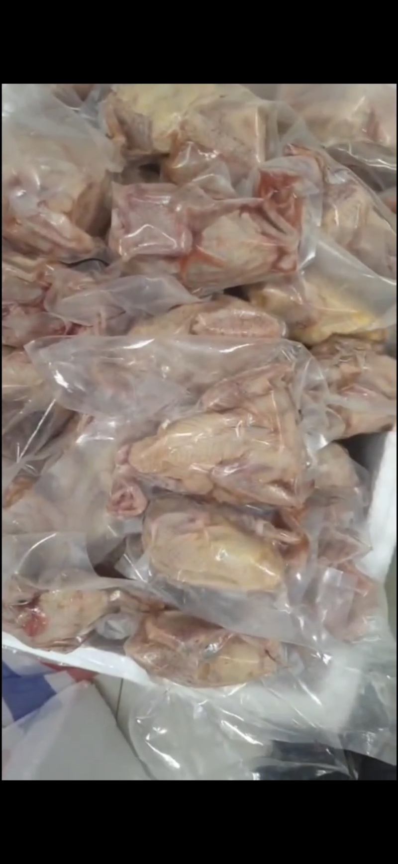 【推荐】乳鸽常年有货养殖场一手货源品质好价格低欢迎电联