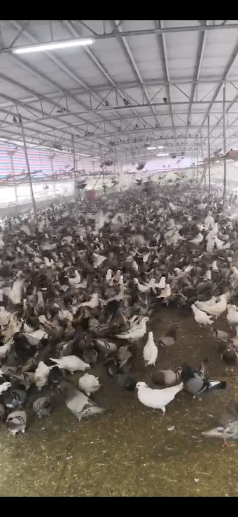 【推荐】乳鸽常年有货养殖场一手货源品质好价格低欢迎电联