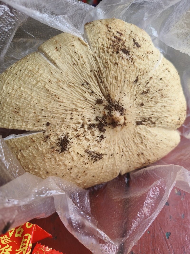 纯野生鸡枞菌