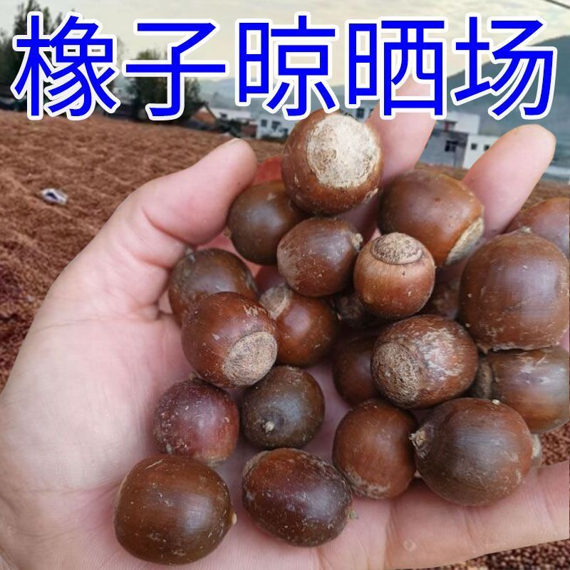 四川巴中通江县橡子，大量有货