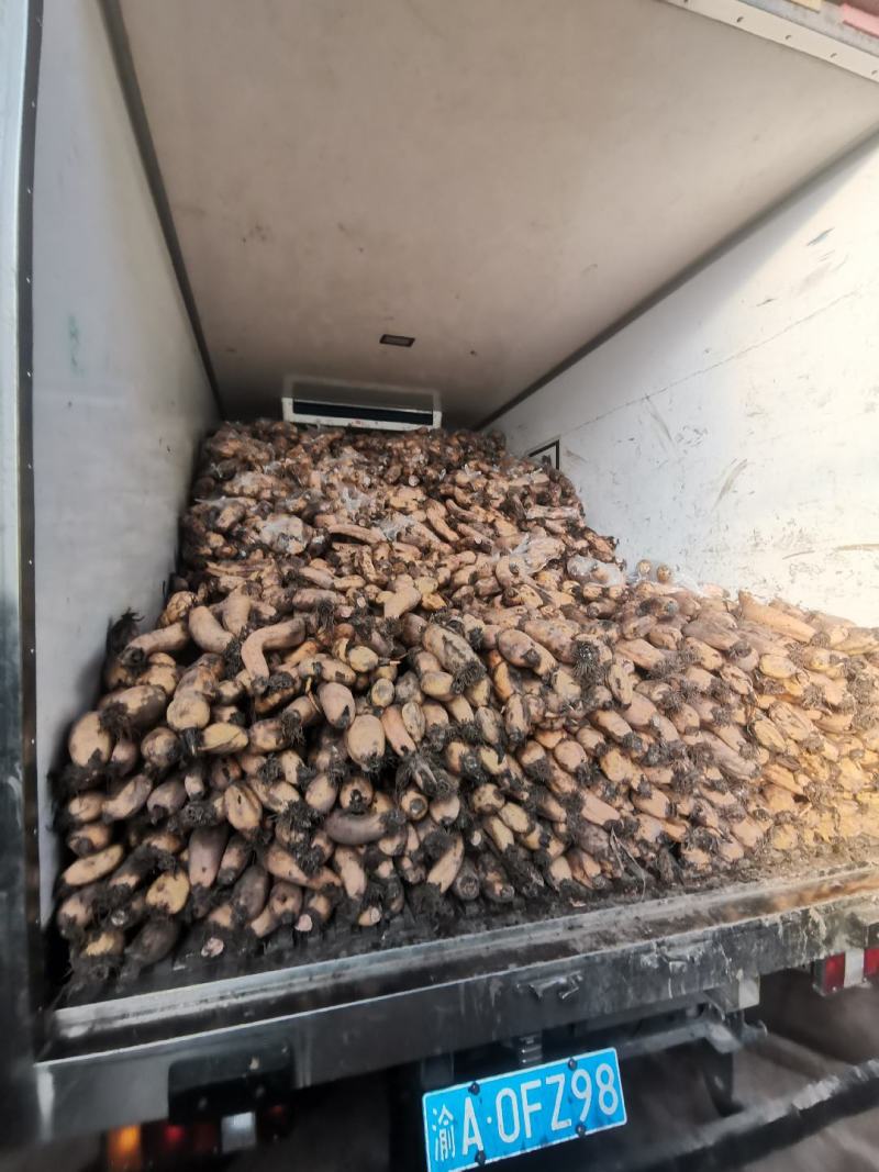 产地直发自产自销纯藕粉手工藕粉刀削***色度明亮