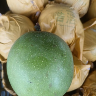 酥梨345个头标准通货精品蔬菜/砀山梨油桃