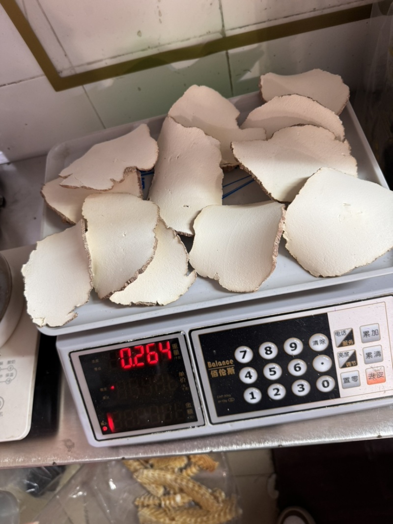 特大片虎乳片，巴掌大，货细腻，又白净。