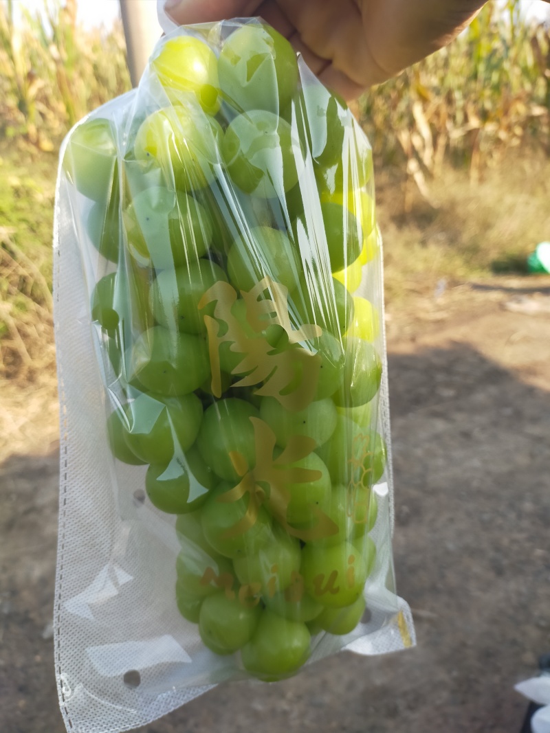 夏黑，巨峰，青提，阳光玫瑰，京亚葡萄基地