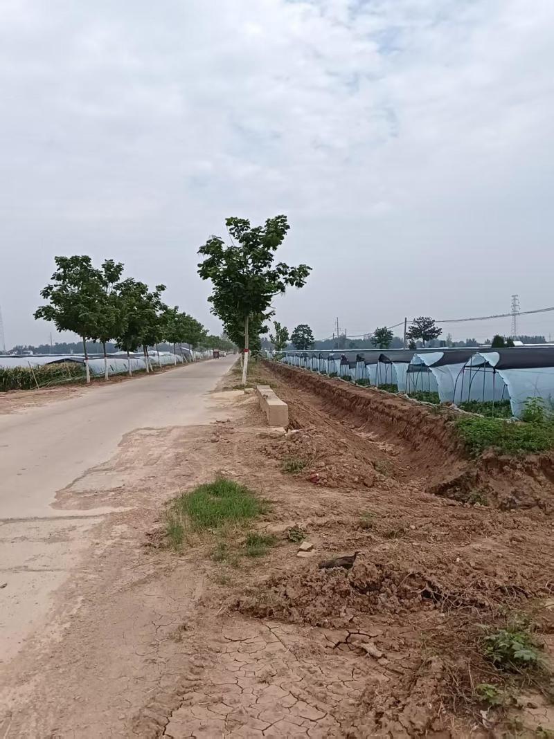 台农西瓜，大量有货，对接全国市场电商平台。欢迎新老客户前