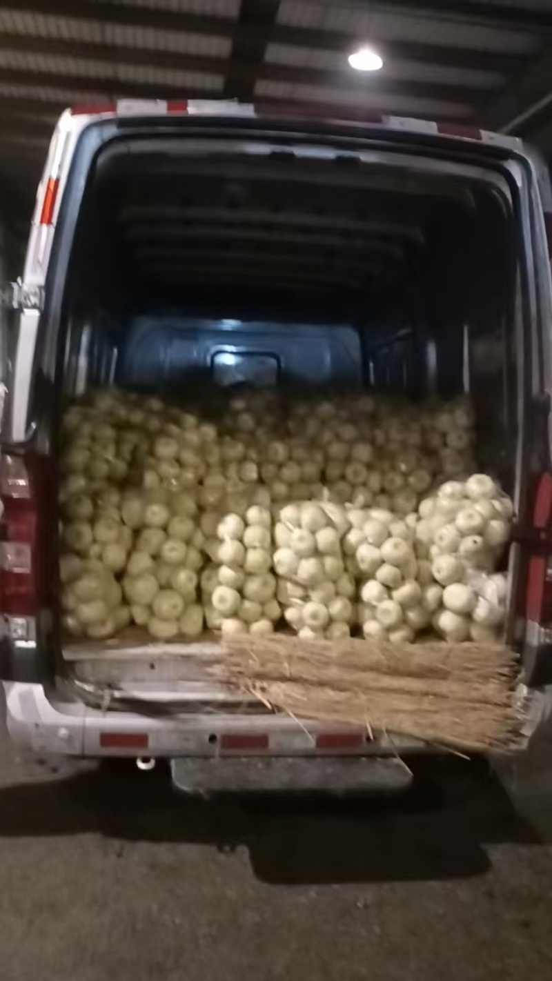 江苏精品美浓香瓜小白瓜大量上市一手货源欢迎实地考察价格