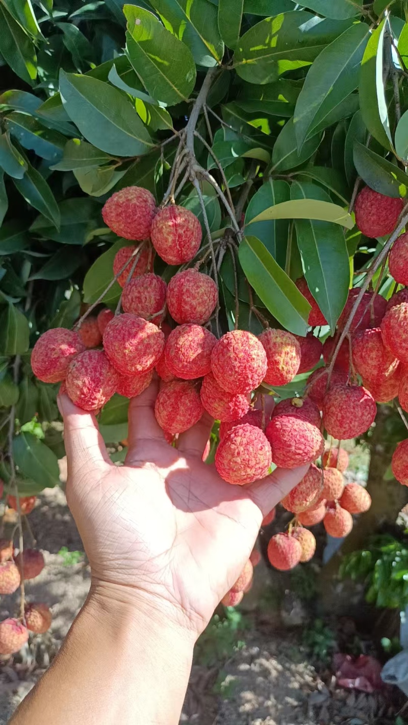 广东糯米滋荔枝，产地直发，一手货源视频看货全国发货